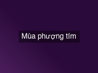 Mùa phượng tím nở ở Làng Choa